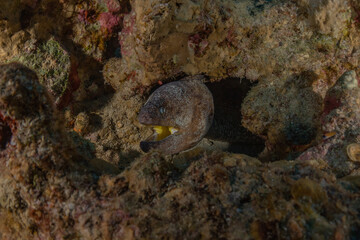 Moray eel Mooray lycodontis undulatus in the Red Sea, Eilat Israel
