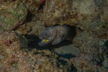 Moray eel Mooray lycodontis undulatus in the Red Sea, Eilat Israel
