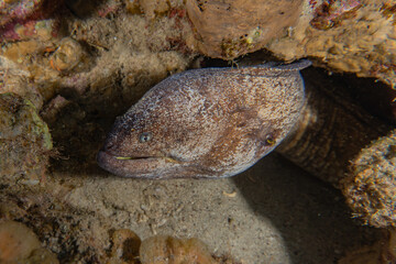 Moray eel Mooray lycodontis undulatus in the Red Sea, Eilat Israel
