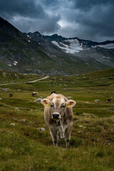 portrait of a young cow in the swiss alps in Val Maighels, Surselva