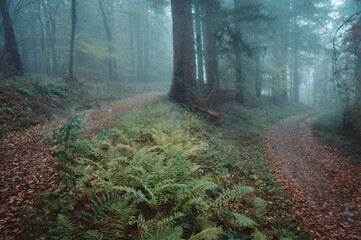 Weggabelung im Nebelwald