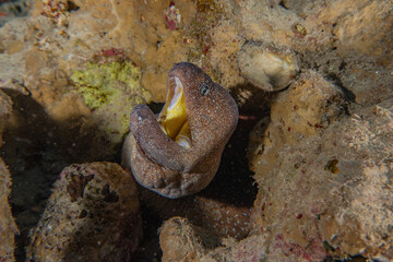 Moray eel Mooray lycodontis undulatus in the Red Sea, Eilat Israel
