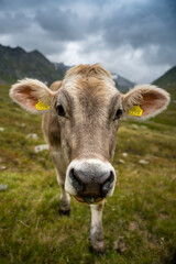 Fototapeta na wymiar close-up of a brown young cow in the swiss alps in Val Maighels, Surselva