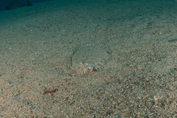 Fish swim in the Red Sea, colorful fish, Eilat Israel
