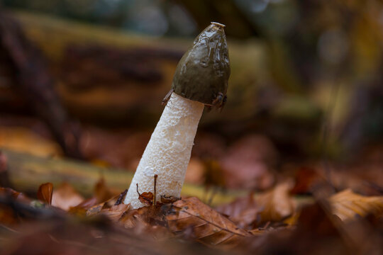 the stinkhorn fungus with flies in holland