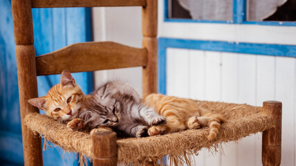 cats 2