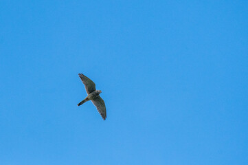 Common kestrel (Falco tinnunculus) in Val Piora