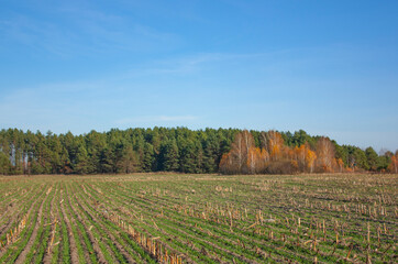 A green field and an autumn forest under a clear blue sky.