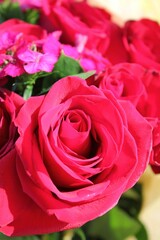 close up of red roses