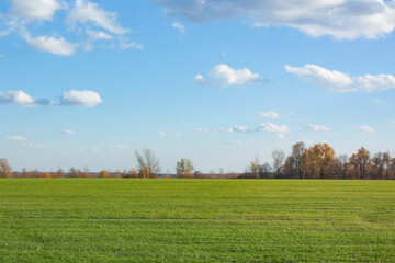 A green, clear field under a clear blue sky and white clouds. Autumn landscape on a bright sunny day.