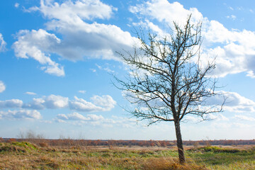 Obraz premium A lonely tree with fallen leaves grows in a meadow. Autumn landscape on a bright sunny day under a blue sky. 
