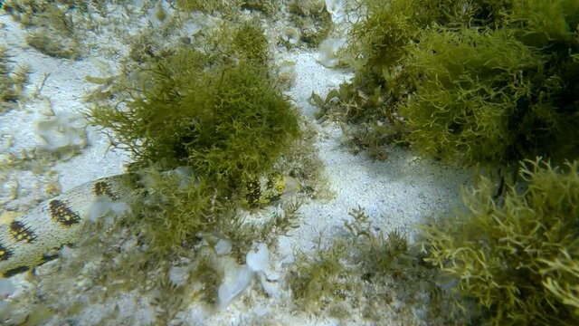 Snowflake moray or Starry moray ell (Echidna nebulosa) swims above seabed covered with Peacock's tail (Padina pavonica), Brown algae (Sargassum sp.) and Red algae (Liagora viscida)