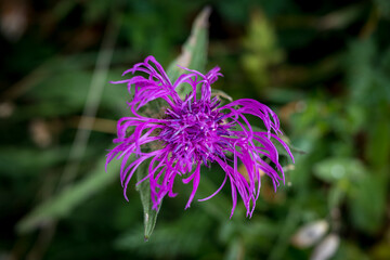 mountain cornflower (Centaurea montana) in Val Piora, Ticino