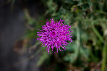 mountain cornflower (Centaurea montana) in Val Piora, Ticino
