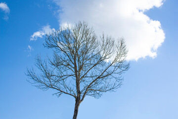 A tree with fallen leaves against a blue sky with white clouds. Autumn landscape.