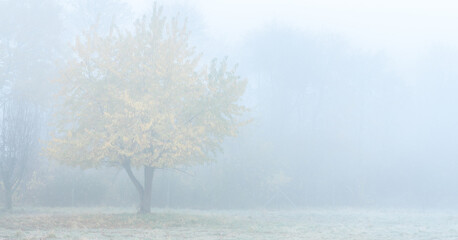 Gelbes Laub im tiefsten Nebel 