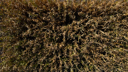 Flying over greenhouse made of steel rods forming structure covered by thick polyethylene film. Polythene tunnel on country plot for growing vegetables in early spring. Village farming