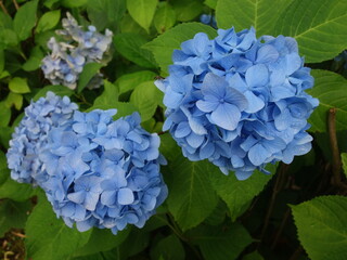 青いアジサイ