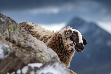 portrait of a funny colored alpine lamb on a snow covered august morning in Piora, Ticino © schame87