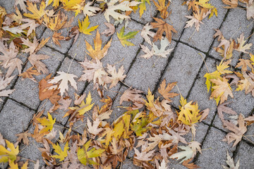autumn leaves on the sidewalk