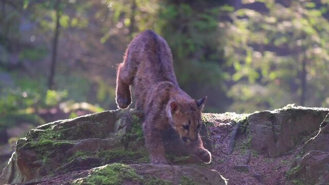 The young cougar (Puma concolor) beautiful and dangerous walking through the woods among the rocks in the North American forest in the morning at sunrise. Slow motion.