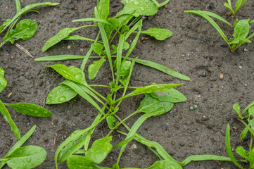 ほうれん草の若葉