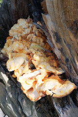 Hairy Stereum fungus on dead tree trunk. Stereum Hirsutum growths root sponge on a tree. Root sponge. Forest mushrooms.
