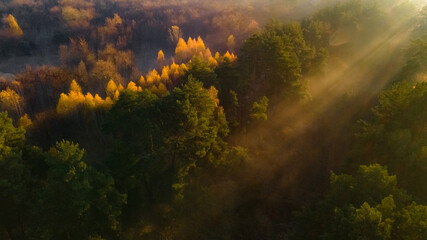 Morning sunbeams break through the trees in the misty forest and create a wonderful effect of golden rays