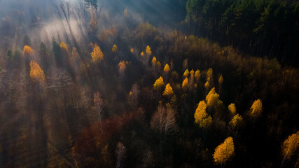 Fototapeta na wymiar Aerial view on autumn forest in morning light during sunrise. Forest in the autumn morning mist
