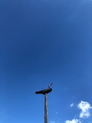 seagull on a roof