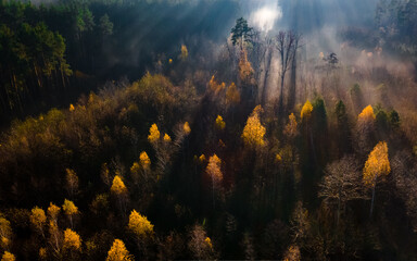 Fototapeta na wymiar Aerial view on autumn forest in morning light during sunrise. Forest in the morning mist