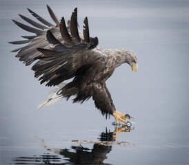 Sea eagle fishing
