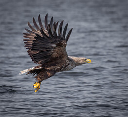White tailed sea eagle