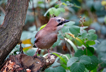 Eurasian jay perched on a log in the woods