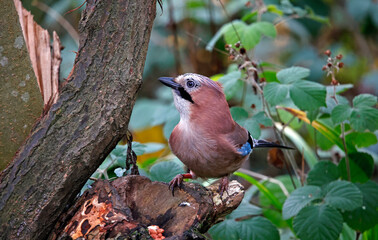 Eurasian jay perched on a log in the woods