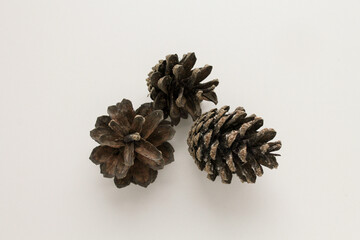 Pine cones