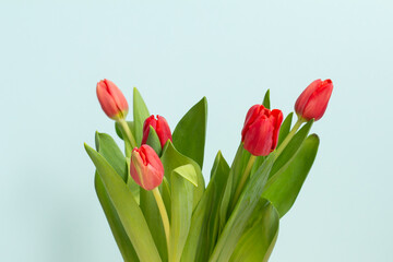 Tulips flowers. red tulips on a blue background. Spring flowers background. Floral card. Blank postcard. Copy space. International Women's Day, Mother's Day.