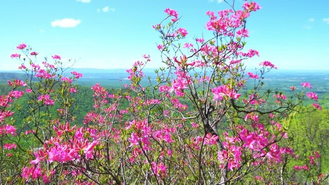 Pink rhododendron azalea flowers colorful pattern on bush in garden park in the Blue Ridge Mountains, Virginia parkway on sunny day with blue sky, moving in wind windy weather