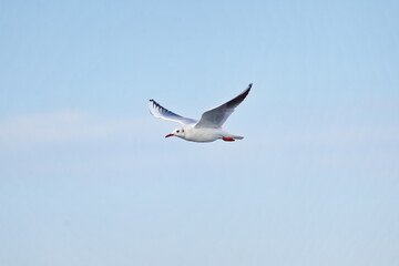 mouette
