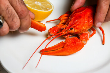 Fresh lobster food. red lobster dinner seafood