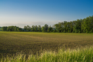 Obraz premium Harvested field and blue sky in the morning sun.