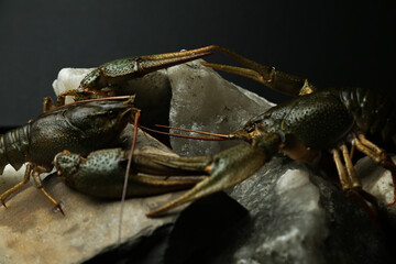 Living crayfish in water. Cancers