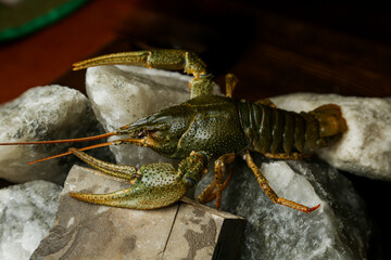 Living crayfish in water. Cancers