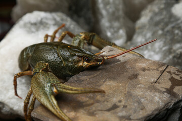 Living crayfish in water. Cancers