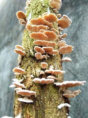 Forest fungus or toadstool that lives on rotting wood
