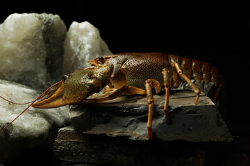 Living crayfish in water. Cancers