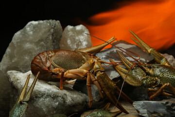 Living crayfish in water. Cancers