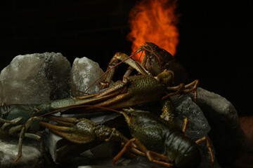 Living crayfish in water. Cancers