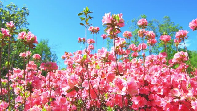 Pink rhododendron azalea colorful flowers bush in garden park of Virginia Blue Ridge Mountains parkway on sunny day with blue sky, moving in wind windy weather