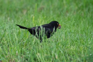 Blackbird with a worm in its beak.
